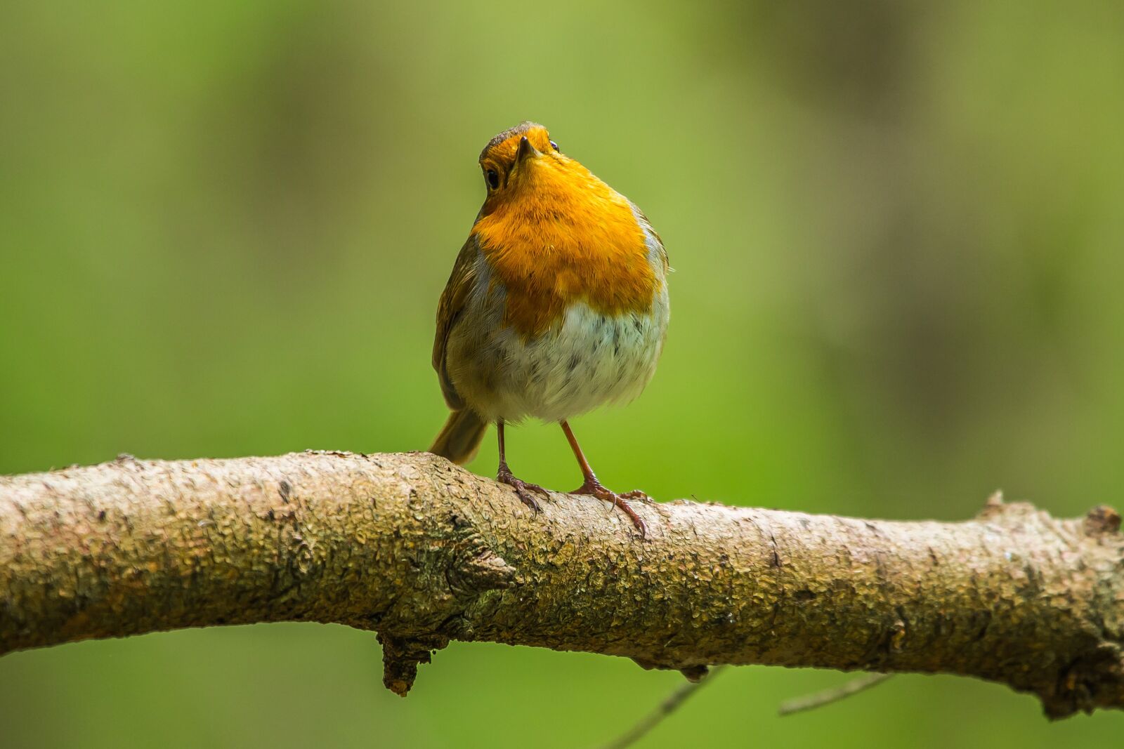 Canon EF 100-400mm F4.5-5.6L IS USM sample photo. Bird, spring, redbreast photography
