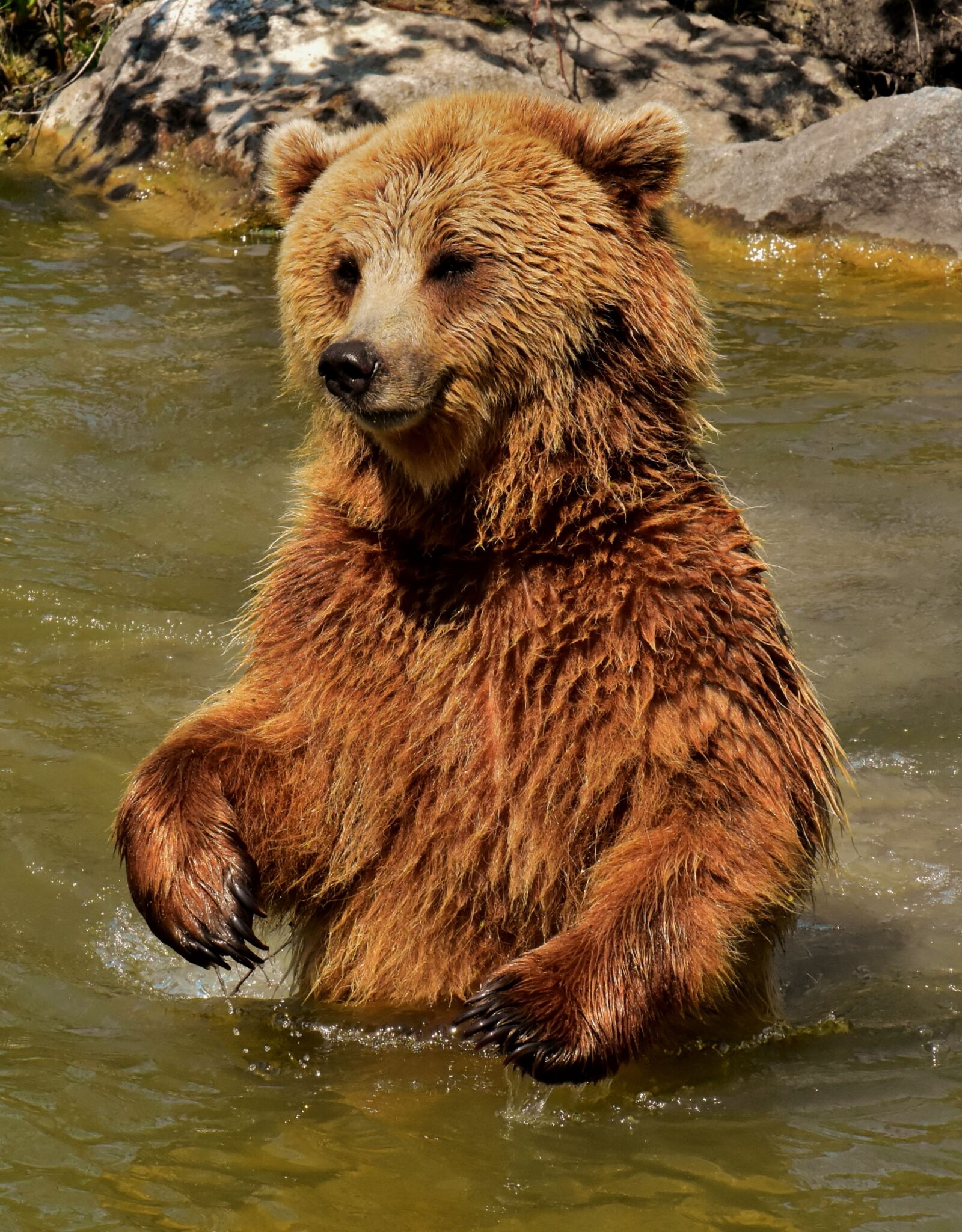 Nikon D7200 sample photo. European brown bear, brown photography