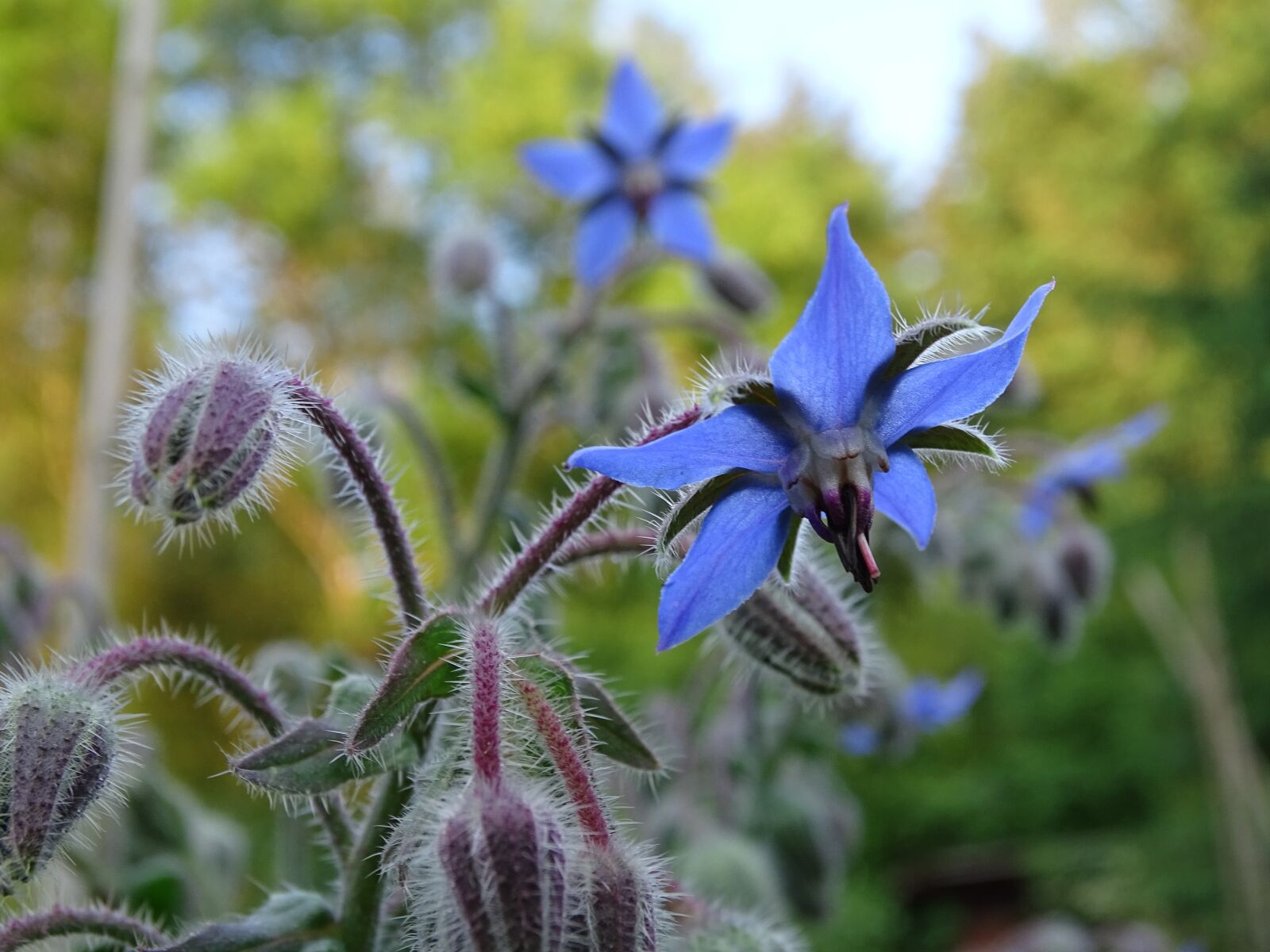 Sony Cyber-shot DSC-HX400V sample photo. Borage, borretschbl te, cucumber photography