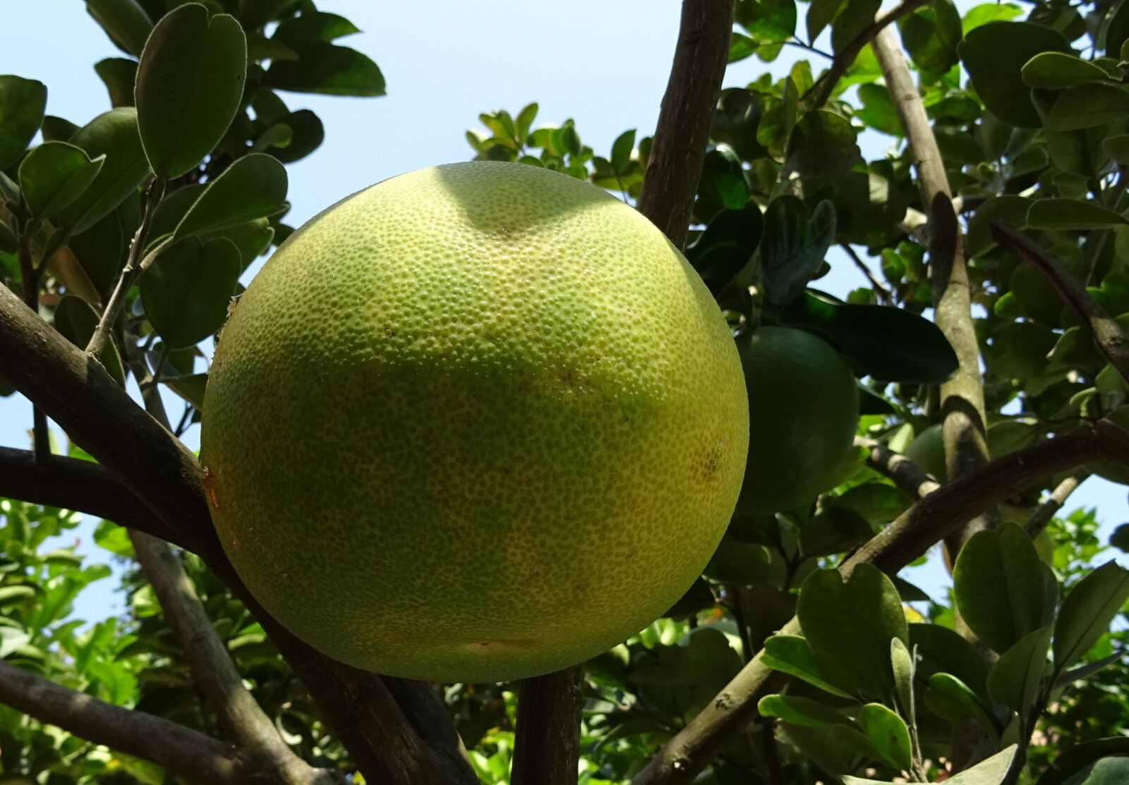 Sony DSC-HX60V sample photo. Fruit, grapefruit, ripe photography
