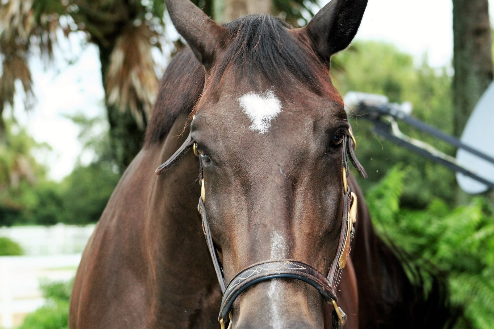 Canon EOS 20D sample photo. A horse, head horse photography