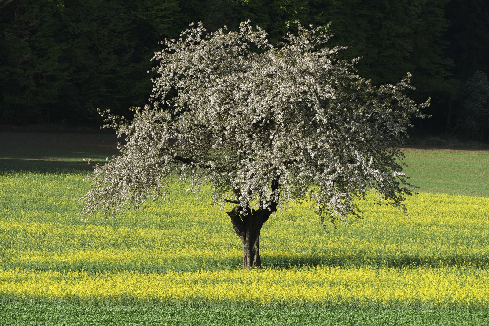Panasonic Lumix DMC-FZ1000 sample photo. Fruit tree, field of photography