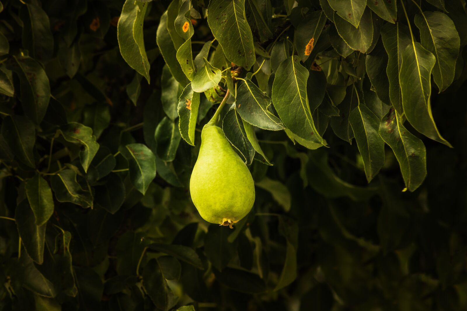 Canon EOS 750D (EOS Rebel T6i / EOS Kiss X8i) sample photo. Pear, tree, green photography