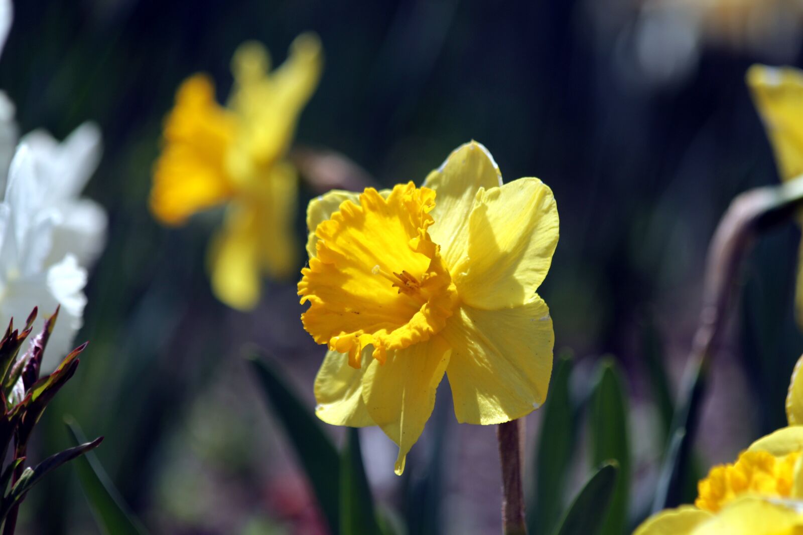 Canon EOS 650D (EOS Rebel T4i / EOS Kiss X6i) sample photo. Narcissus, flowers, plant photography