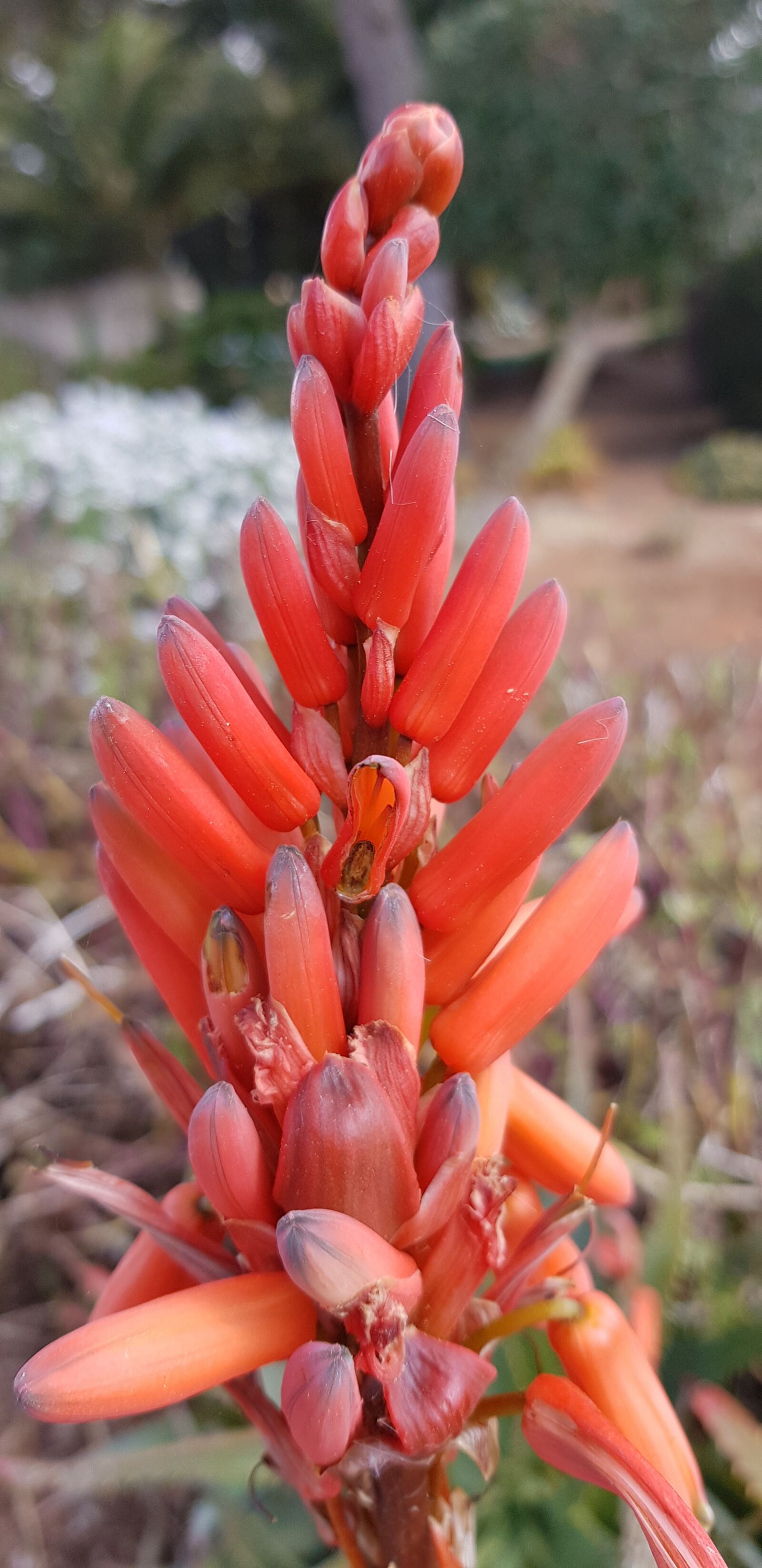 Samsung Galaxy S8 sample photo. Nature, flower, spring photography