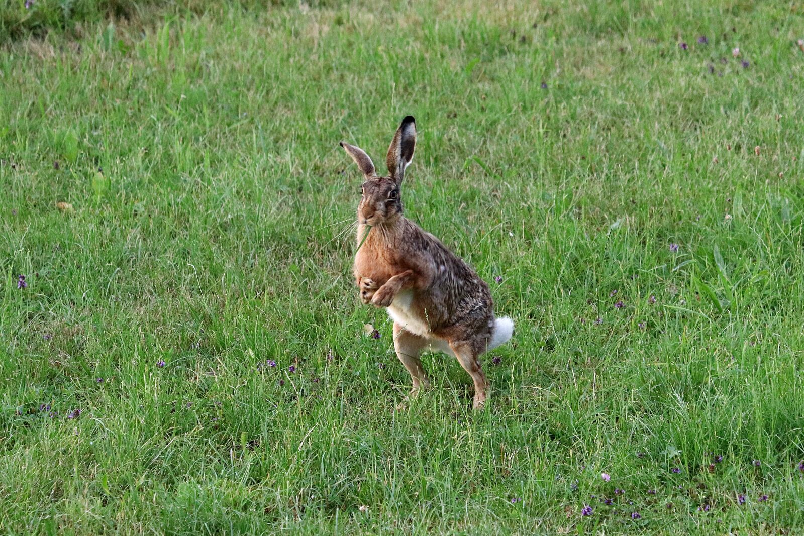 Canon EOS 77D (EOS 9000D / EOS 770D) sample photo. Hare, long eared, rabbit photography