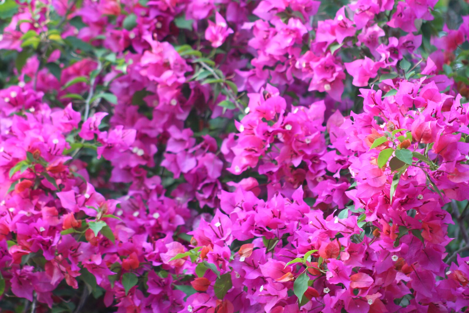 Canon EF75-300mm f/4-5.6 sample photo. Flower, nature, flora photography
