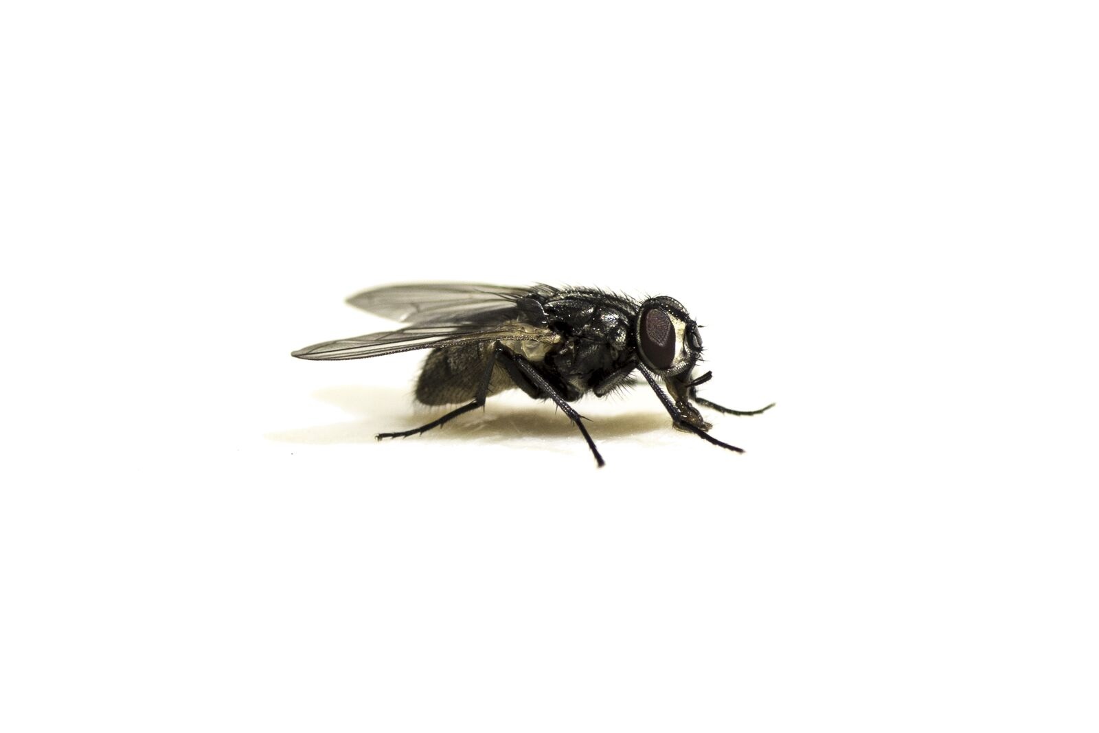 Sony ILCA-77M2 sample photo. Fly, macro, insect photography