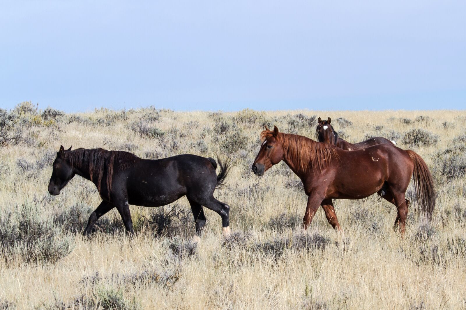 Canon EOS 7D sample photo. Horses, wild horses, mustangs photography