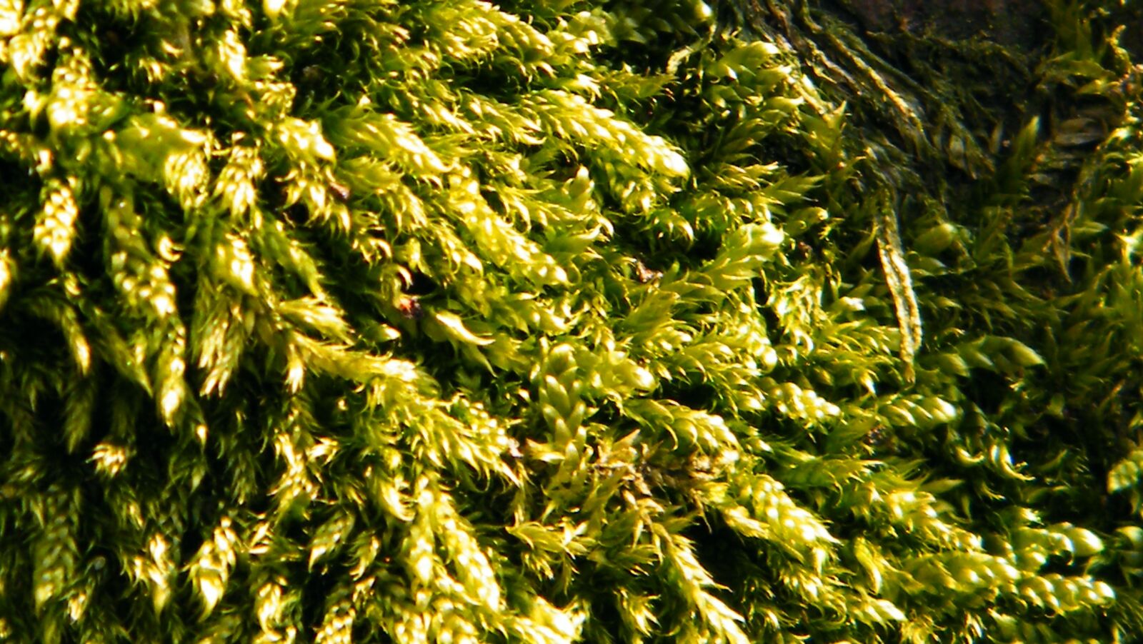 Fujifilm FinePix S2000HD sample photo. Moss, green, forest photography