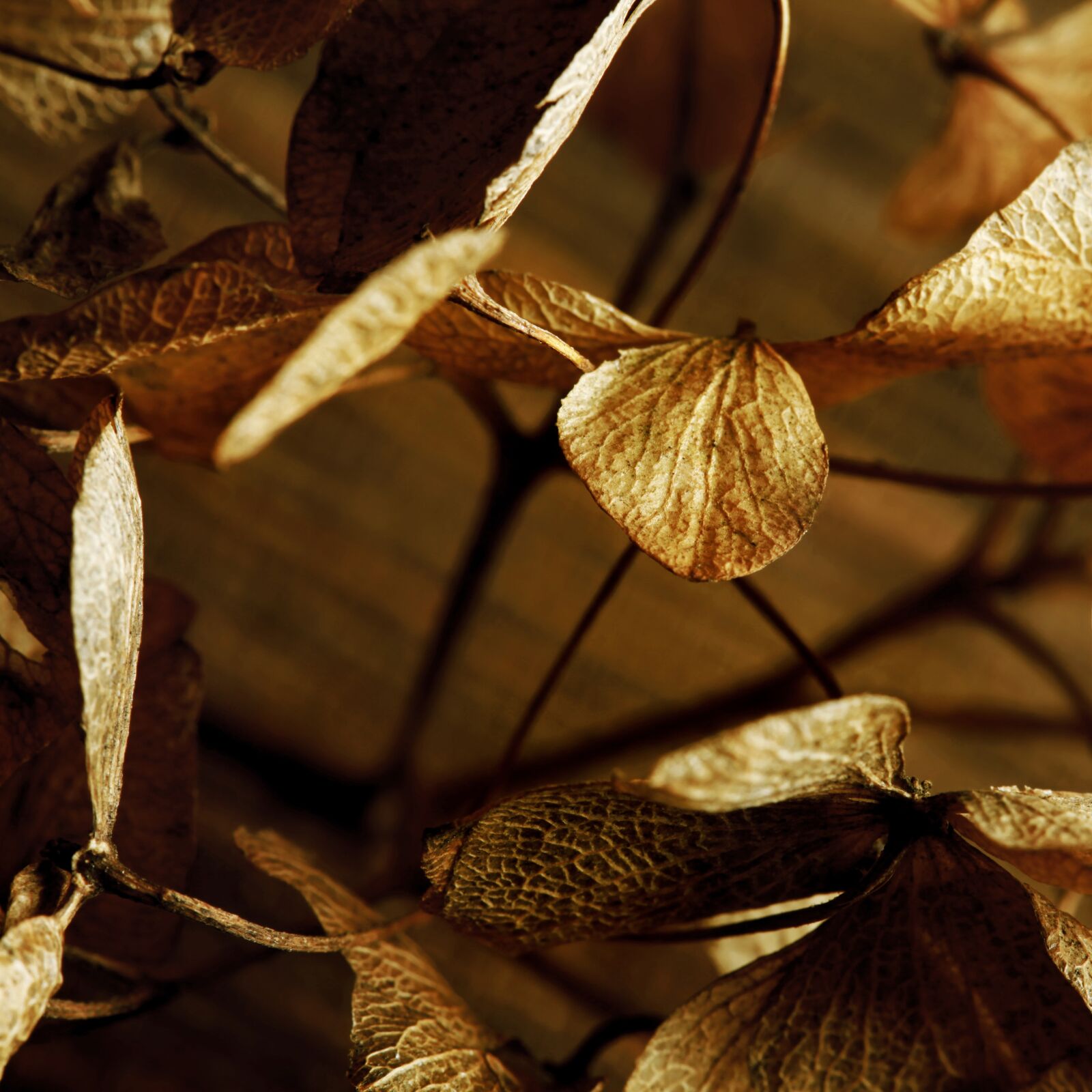 Canon EOS 5D Mark II sample photo. Brown, macro, wilted photography