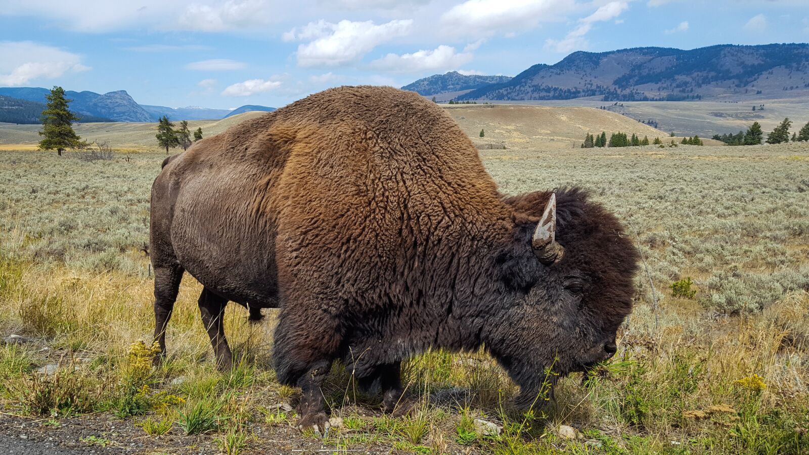 Samsung Galaxy S6 sample photo. Buffalo, bison, animal photography
