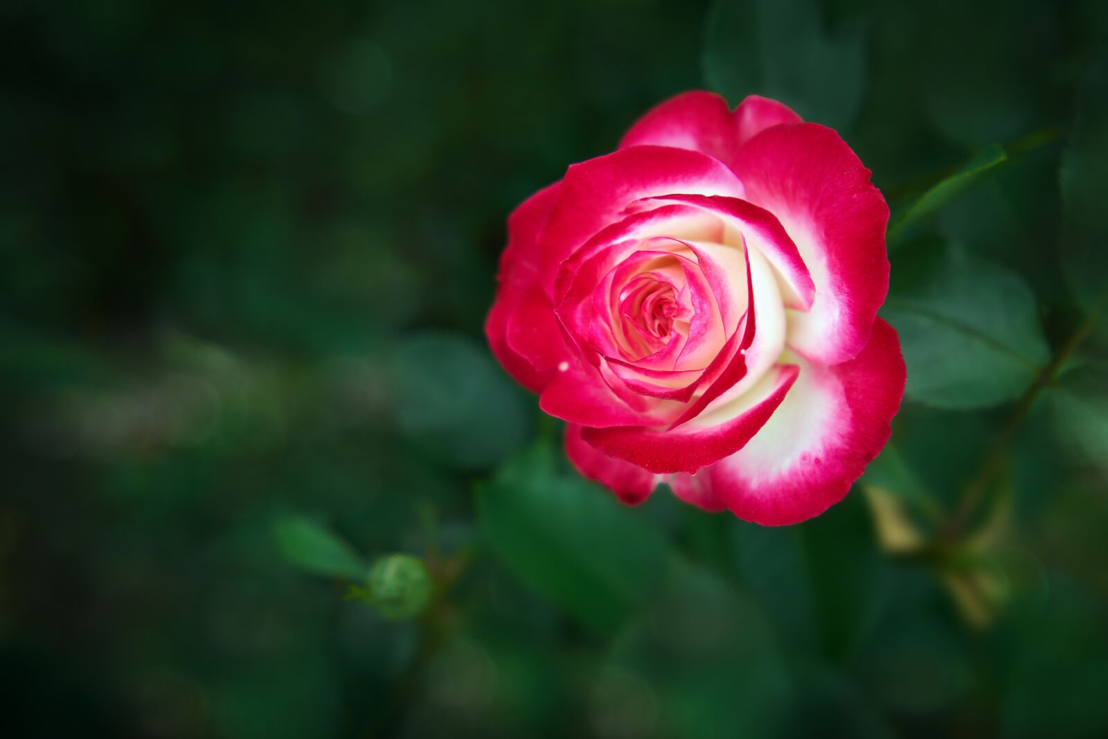 Sony a7R III sample photo. Rose, a red red photography