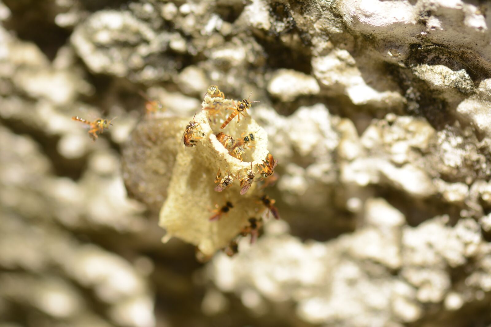 Nikon D7100 sample photo. Bees, hive, close photography