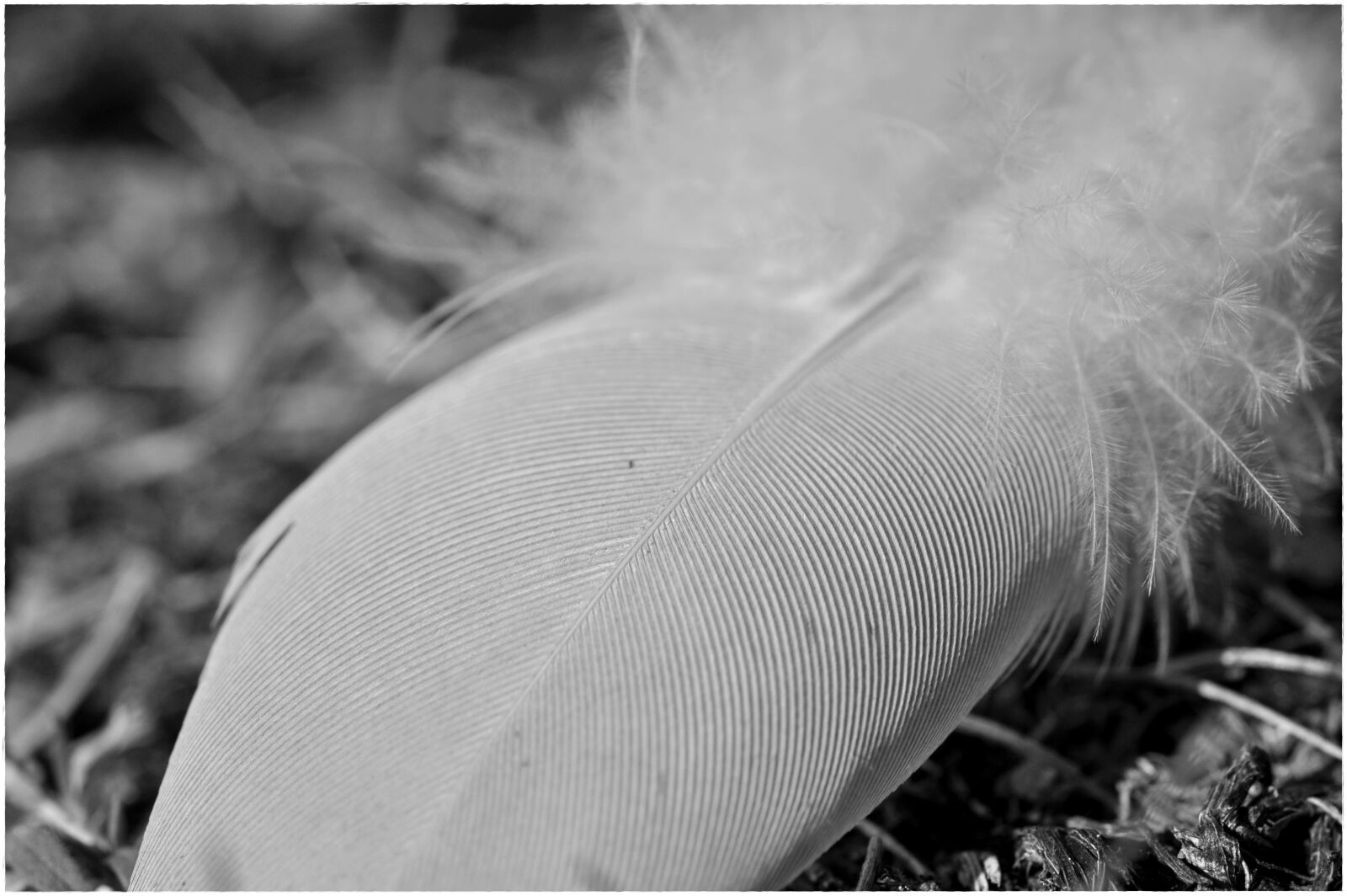 Nikon D5000 sample photo. Feather, nahaufmahme, bird feather photography