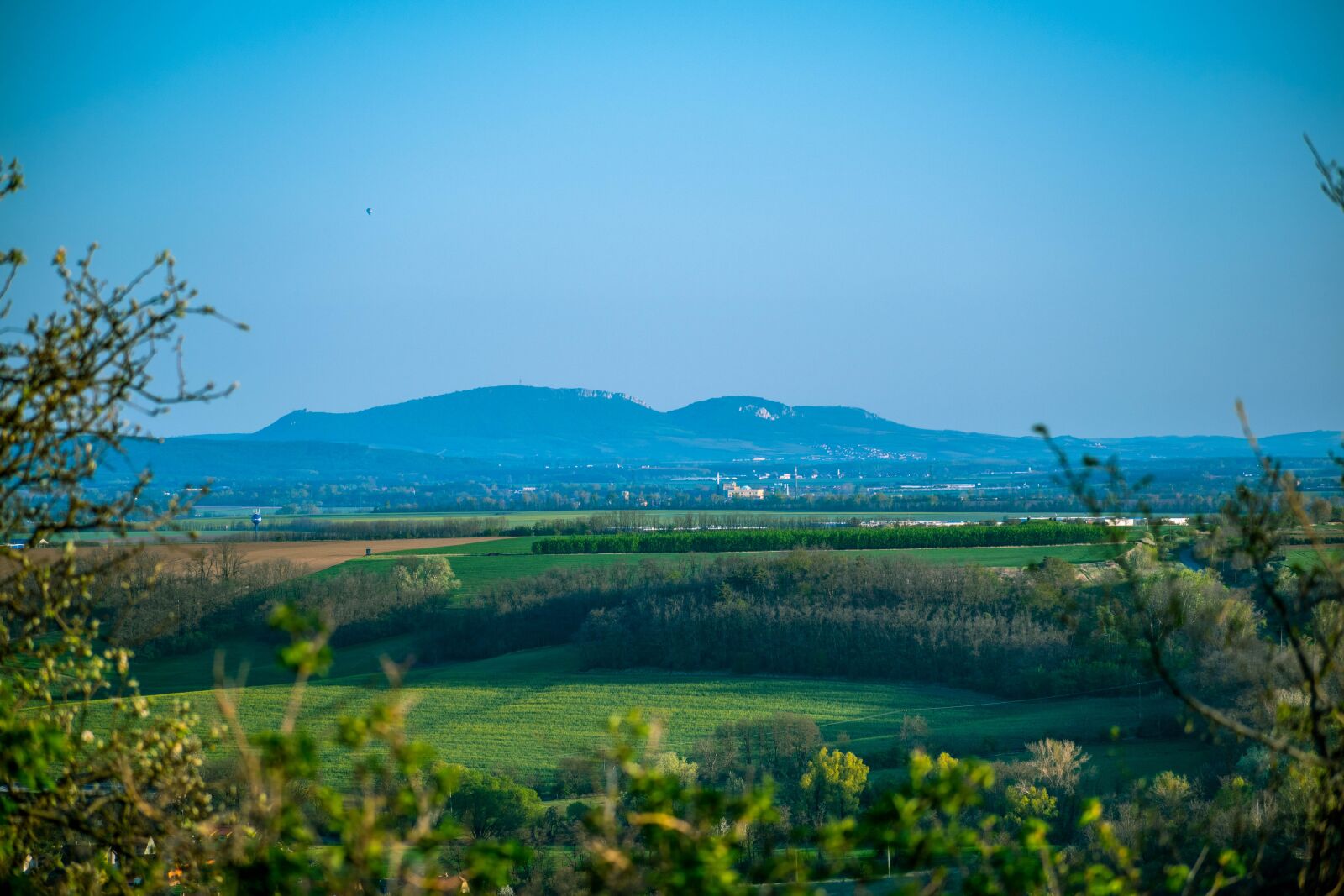 Nikon D5600 sample photo. Pálava, branches, tree photography