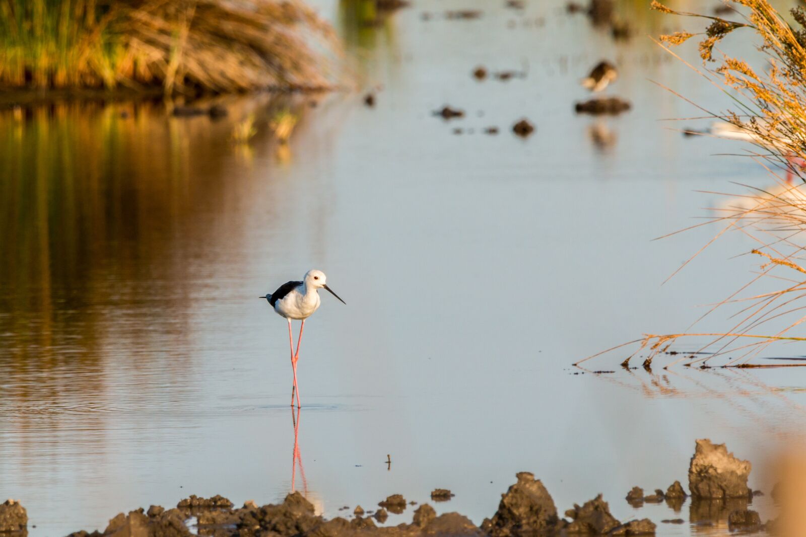 150-600mm F5-6.3 DG OS HSM | Contemporary 015 sample photo. Stilt bird, stilt, mirroring photography