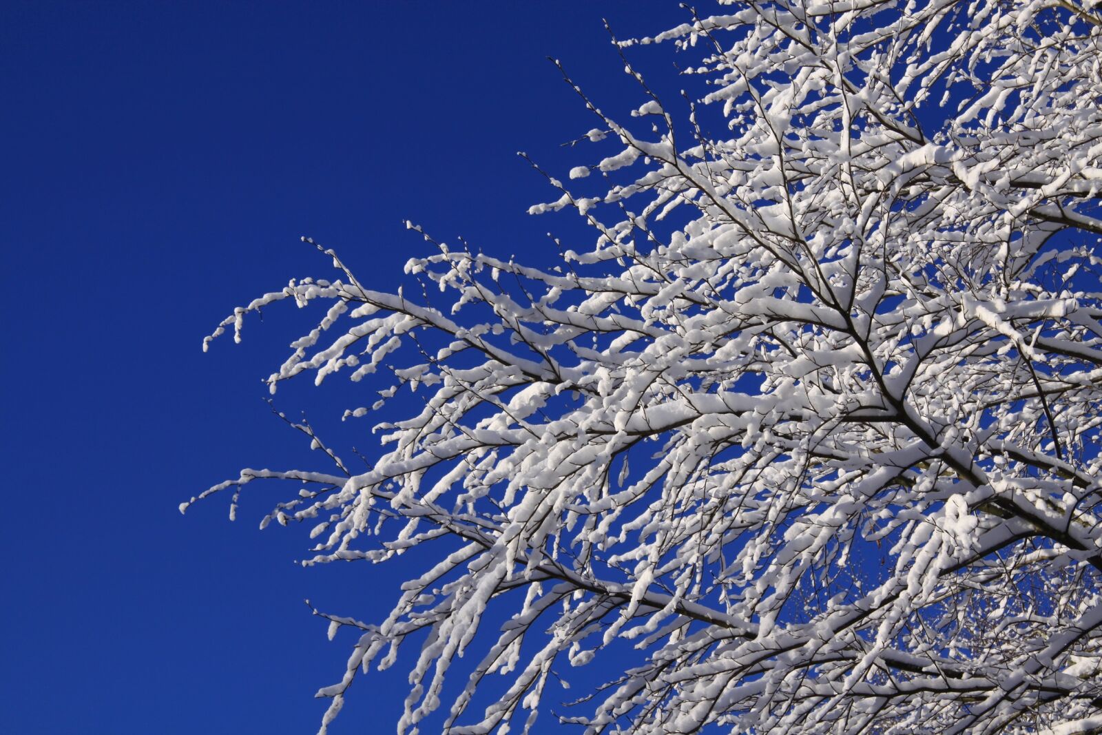 Canon EOS 50D sample photo. Natural, winter, sky photography