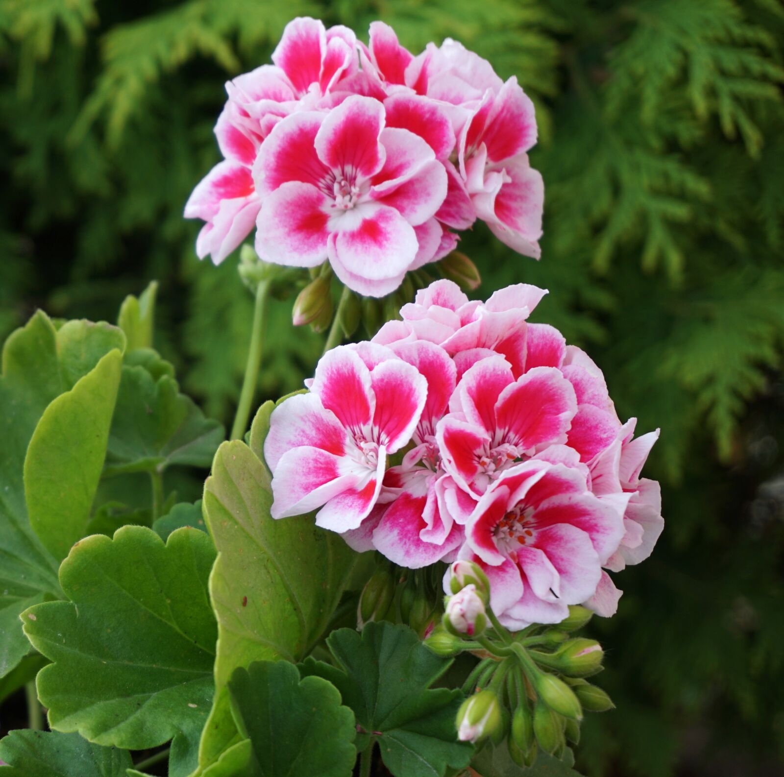 Sony a6000 sample photo. Flowers, pink white, flower photography