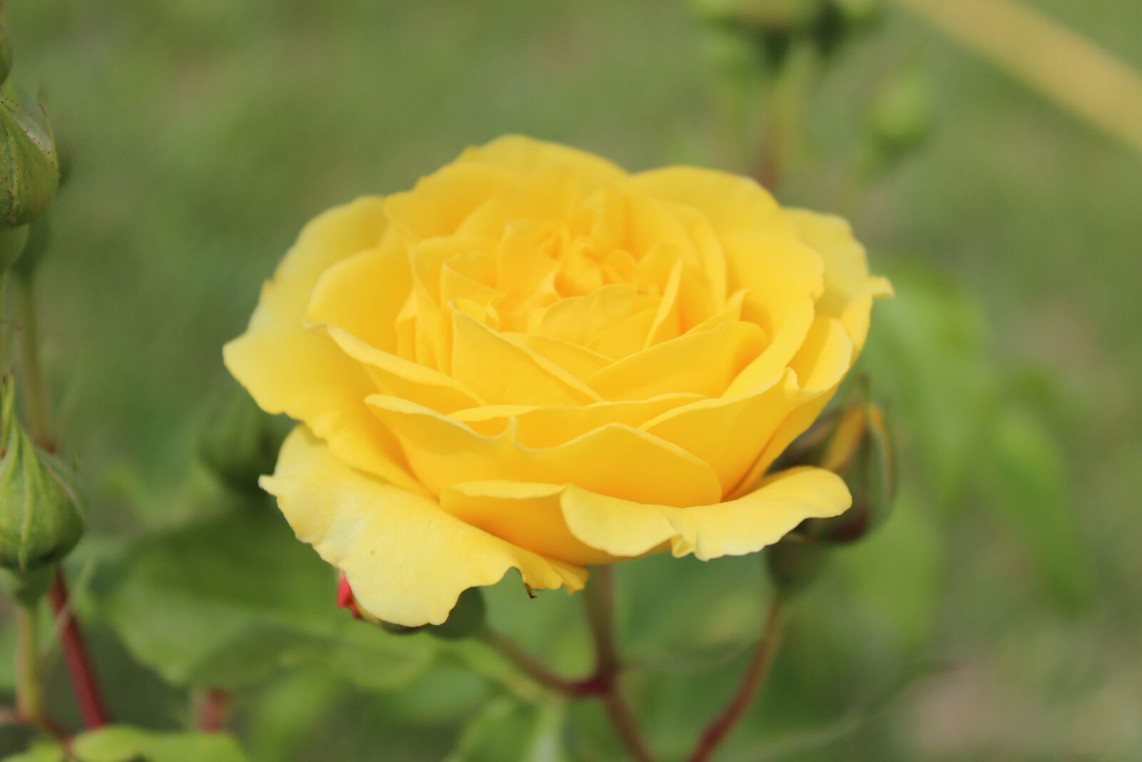 Canon EOS 600D (Rebel EOS T3i / EOS Kiss X5) sample photo. Rose, yellow, nature photography