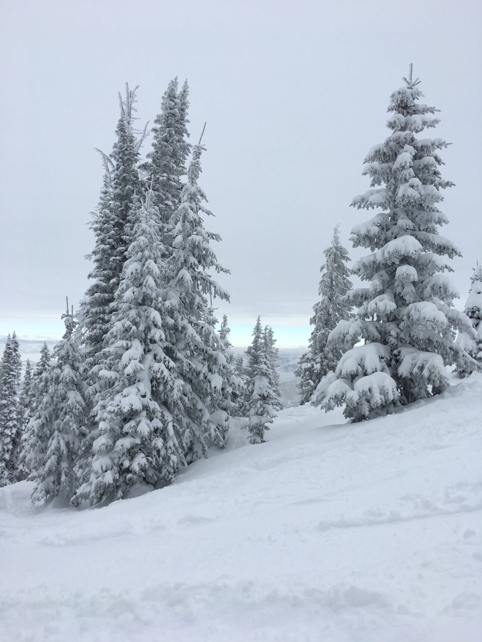 Apple iPhone 6s sample photo. Colorado, trees, pine photography