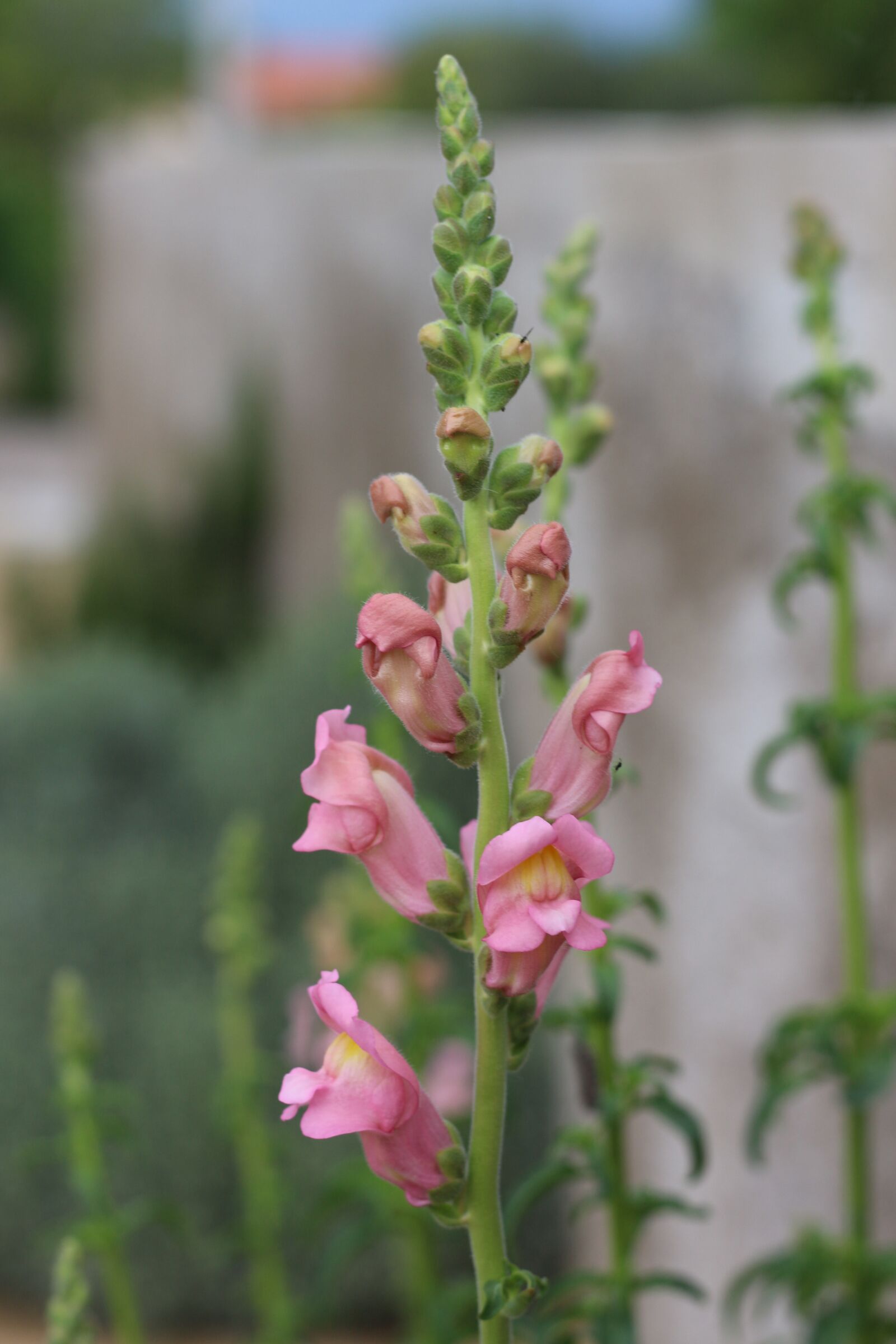 Canon EOS 700D (EOS Rebel T5i / EOS Kiss X7i) sample photo. Snapdragon, flowers, pink flowers photography