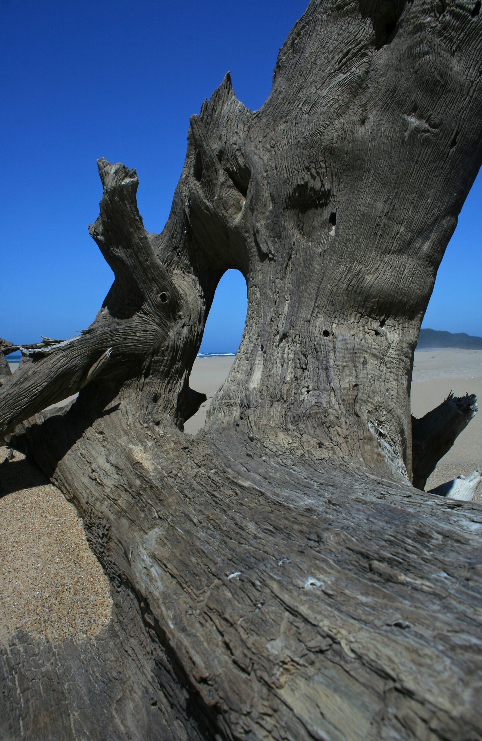 Canon EOS 350D (EOS Digital Rebel XT / EOS Kiss Digital N) sample photo. Wood, driftwood, dried photography