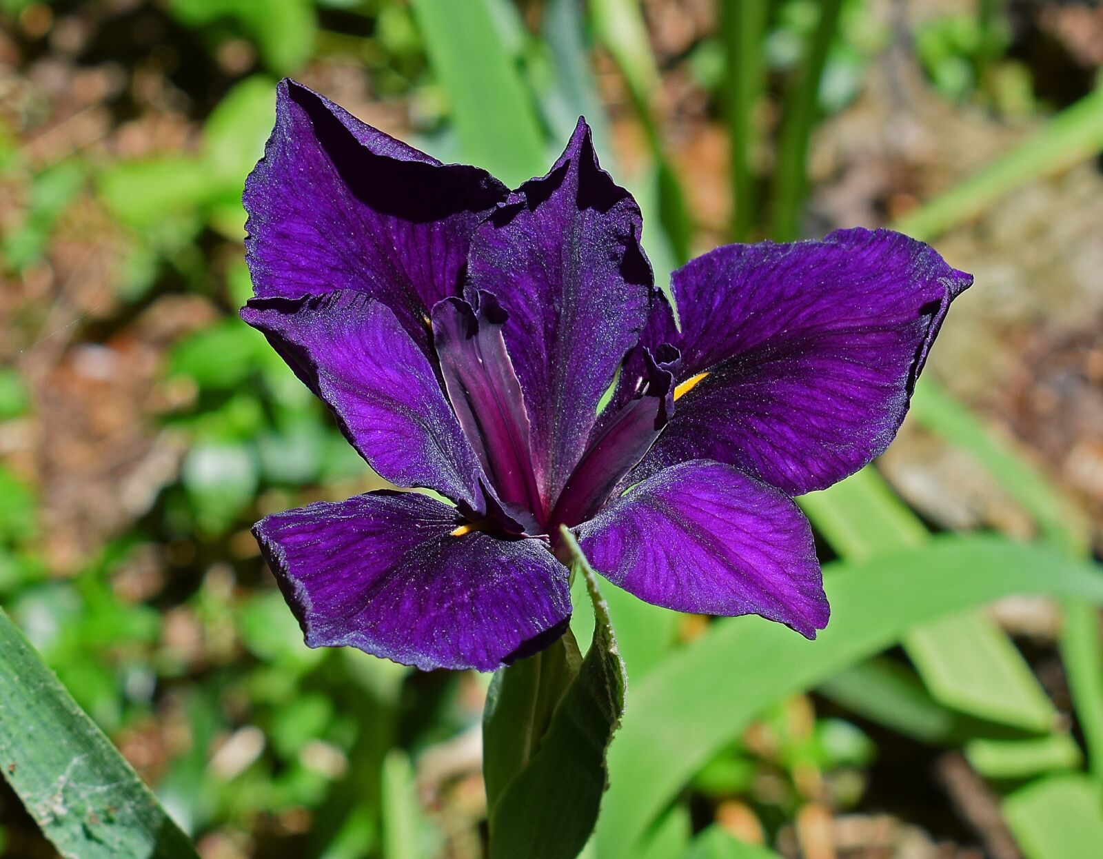 Nikon D3300 sample photo. Shimmering iris, louisiana iris photography
