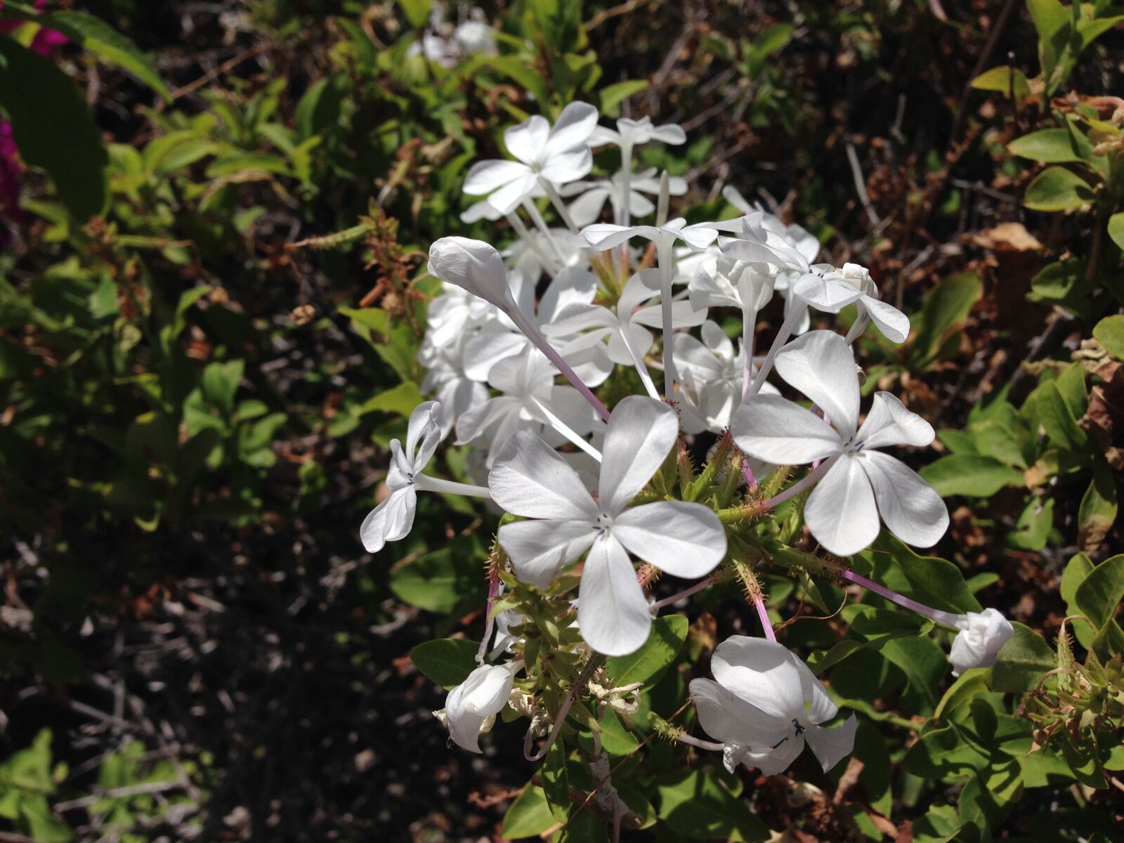 iPhone 5 back camera 4.12mm f/2.4 sample photo. Nature, spring, white flowers photography
