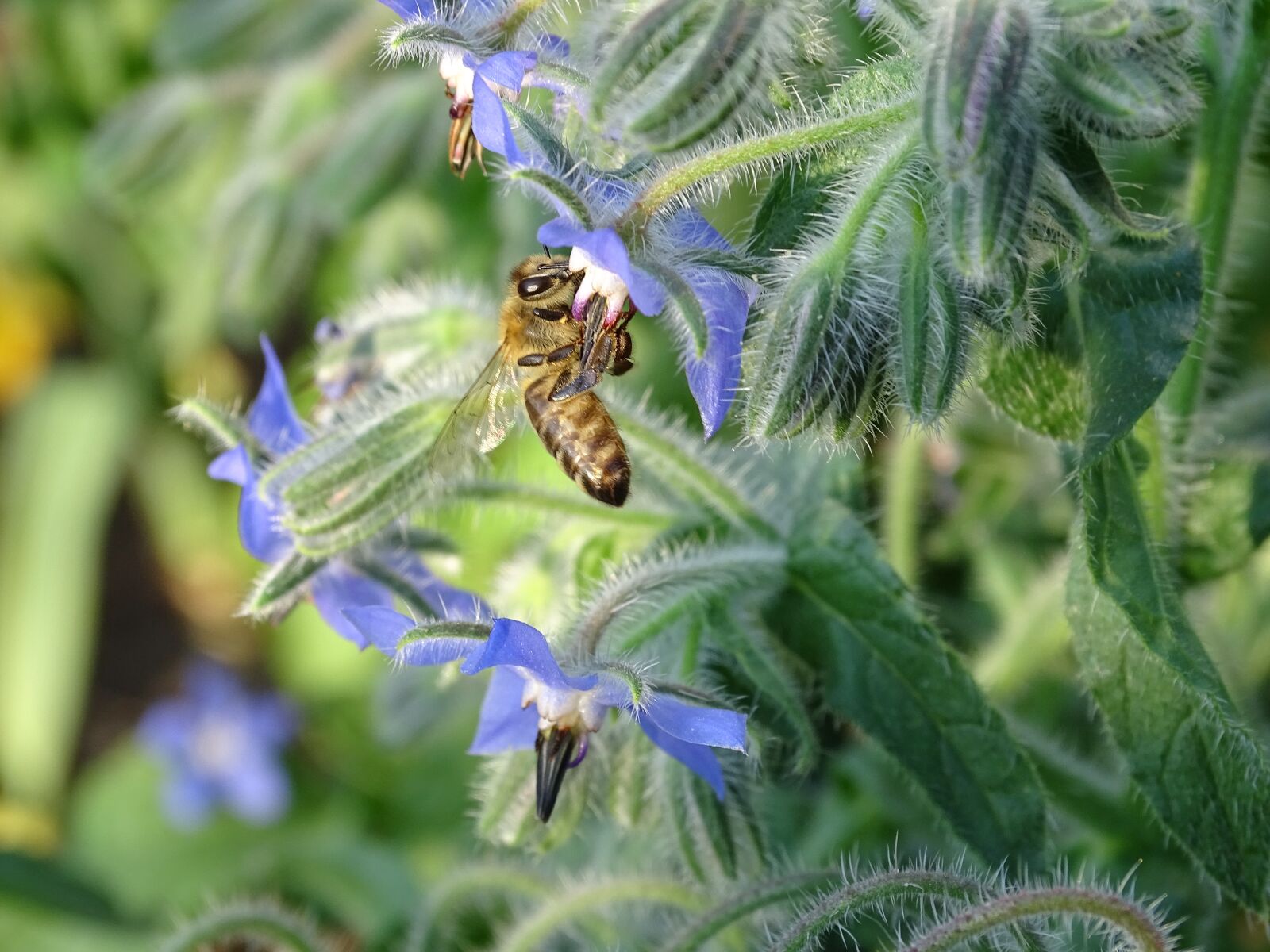 Sony Cyber-shot DSC-HX400V sample photo. Borage, cucumber herb, borretschbl photography