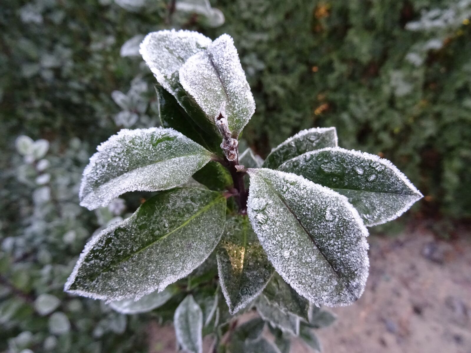 Sony DSC-HX60 sample photo. Frost, winter, nature photography