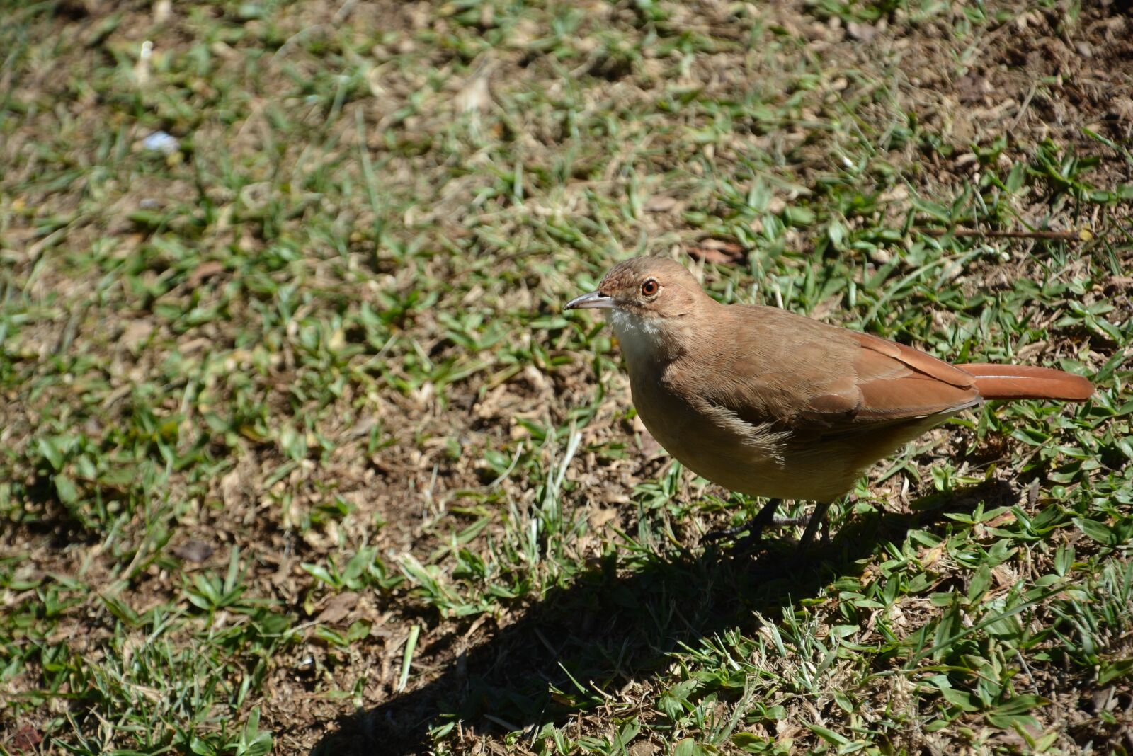 Nikon D7100 sample photo. Bird, birdie, thrush photography