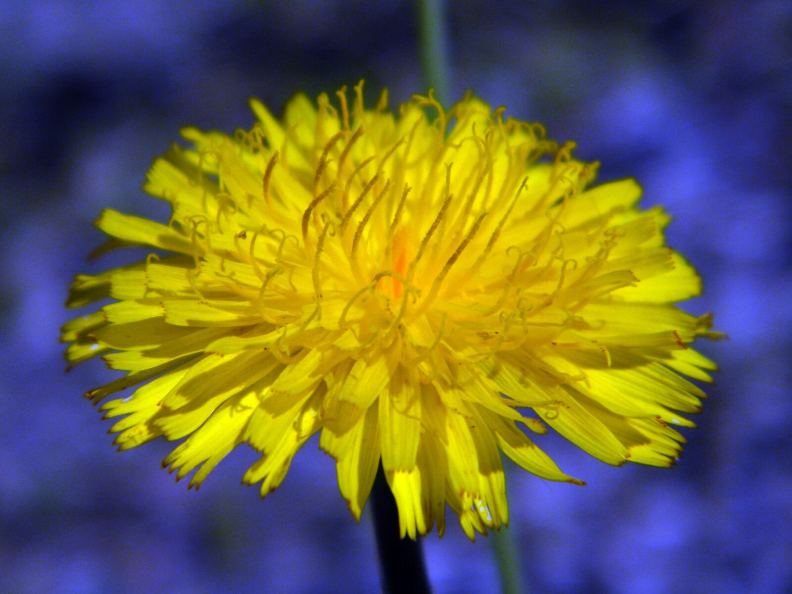 Nikon Coolpix L100 sample photo. Flower, yellow flower, flora photography