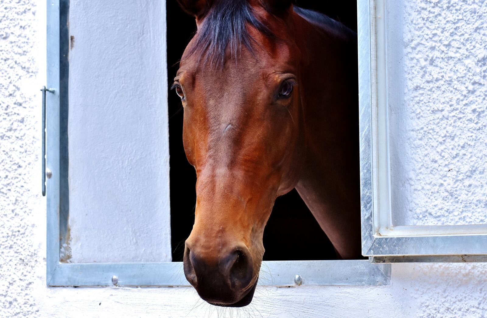 Nikon D7200 sample photo. Horse, brown, window photography