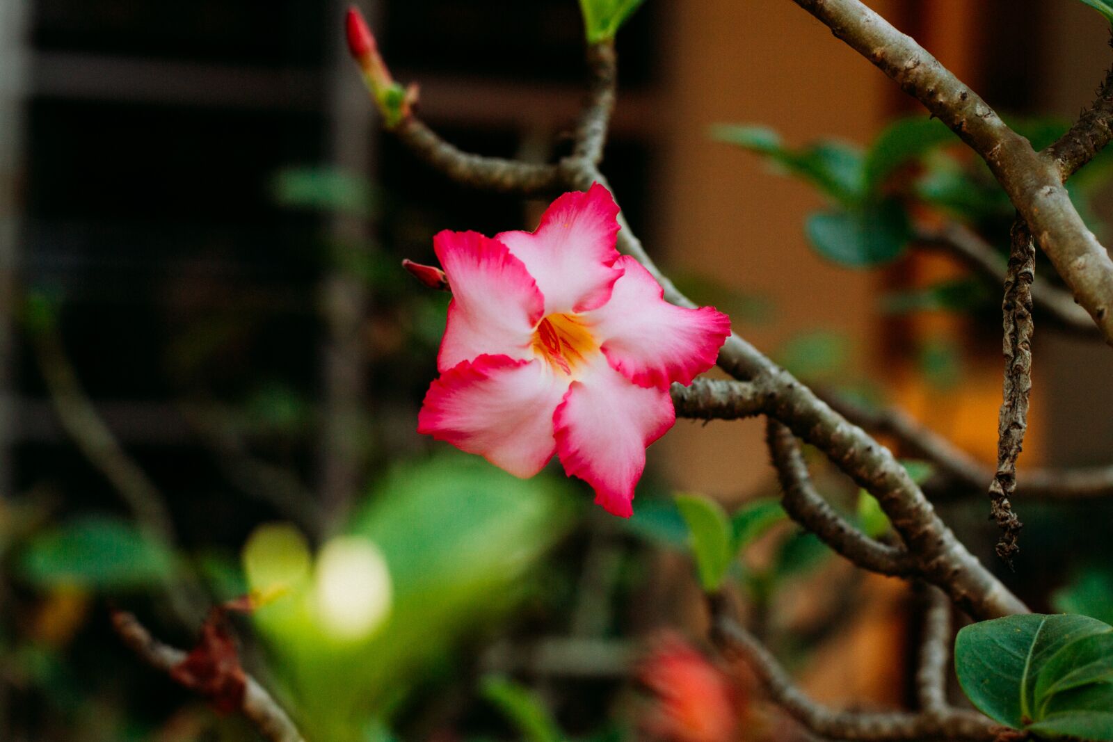 Canon EOS 700D (EOS Rebel T5i / EOS Kiss X7i) + Canon EF 50mm F1.8 STM sample photo. Invited to visit, flowers photography
