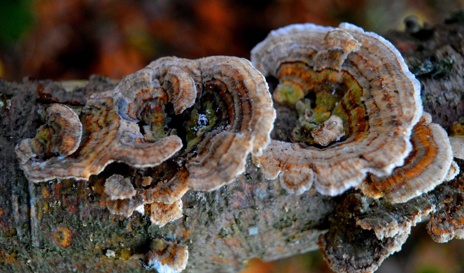 Nikon D3200 sample photo. Tree fungi, branch, tribe photography