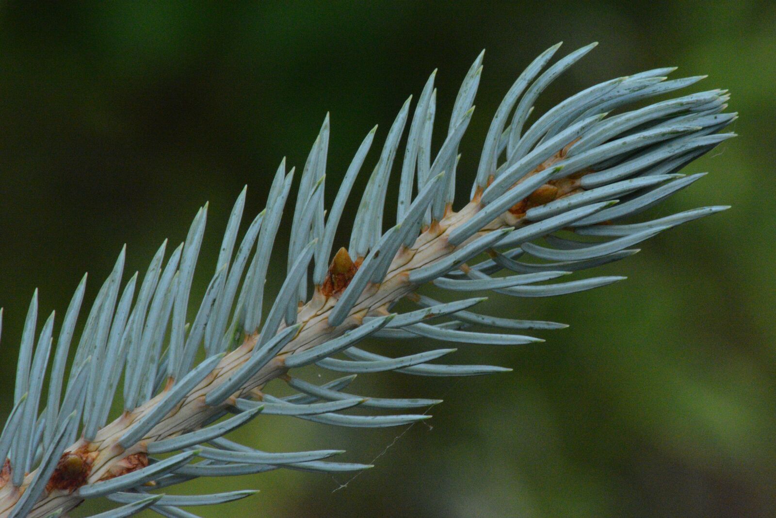 Nikon D5200 sample photo. Plant, macro, detail photography