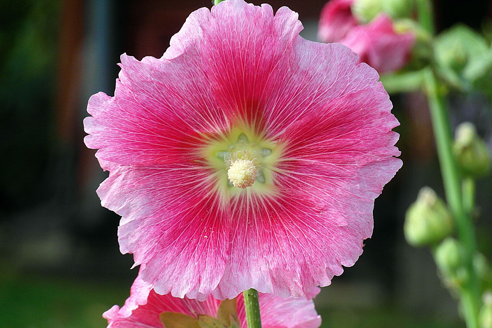 Samsung WB750 sample photo. Mallow, flower, pink photography
