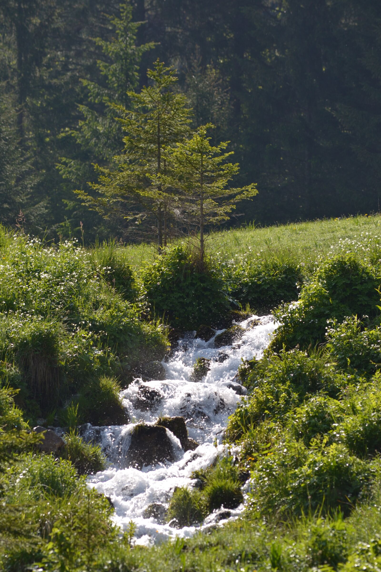 Nikon D3100 sample photo. Prairie, creek, mountain photography