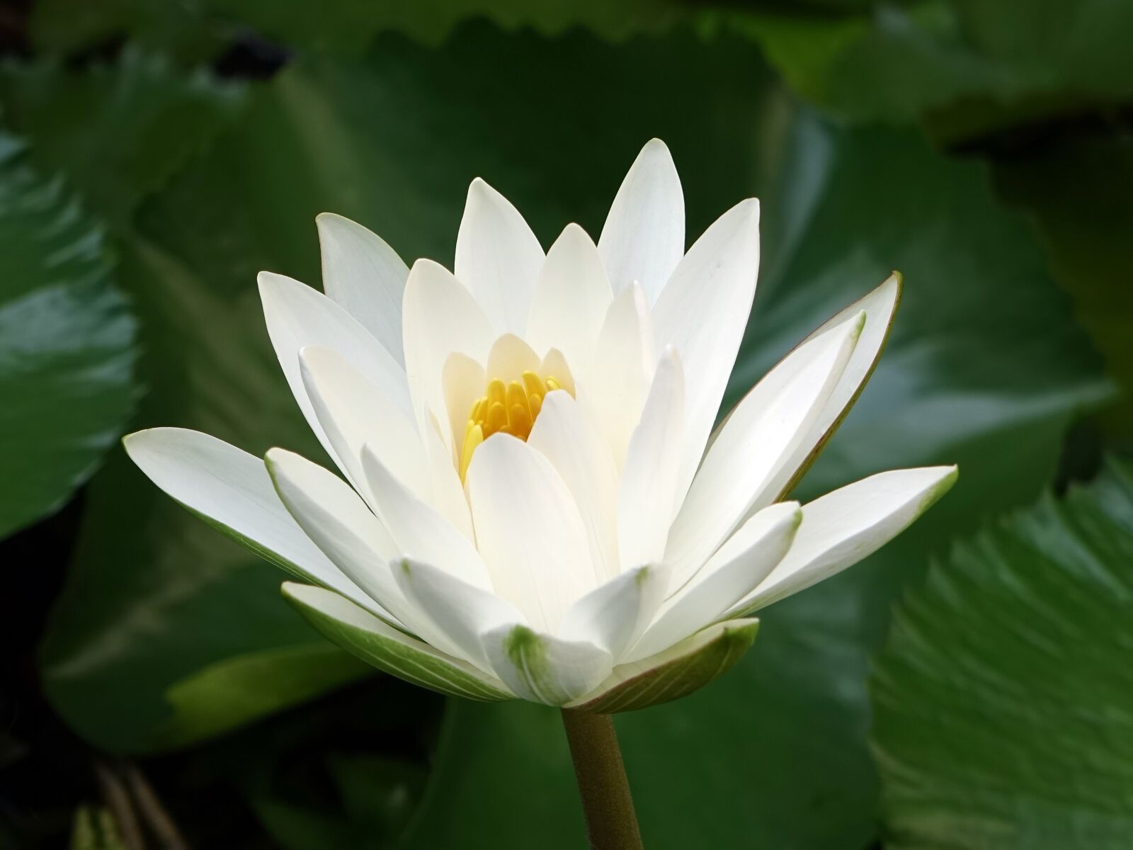 Sony Cyber-shot DSC-RX10 sample photo. 蓮 white flowers, white, pure photography