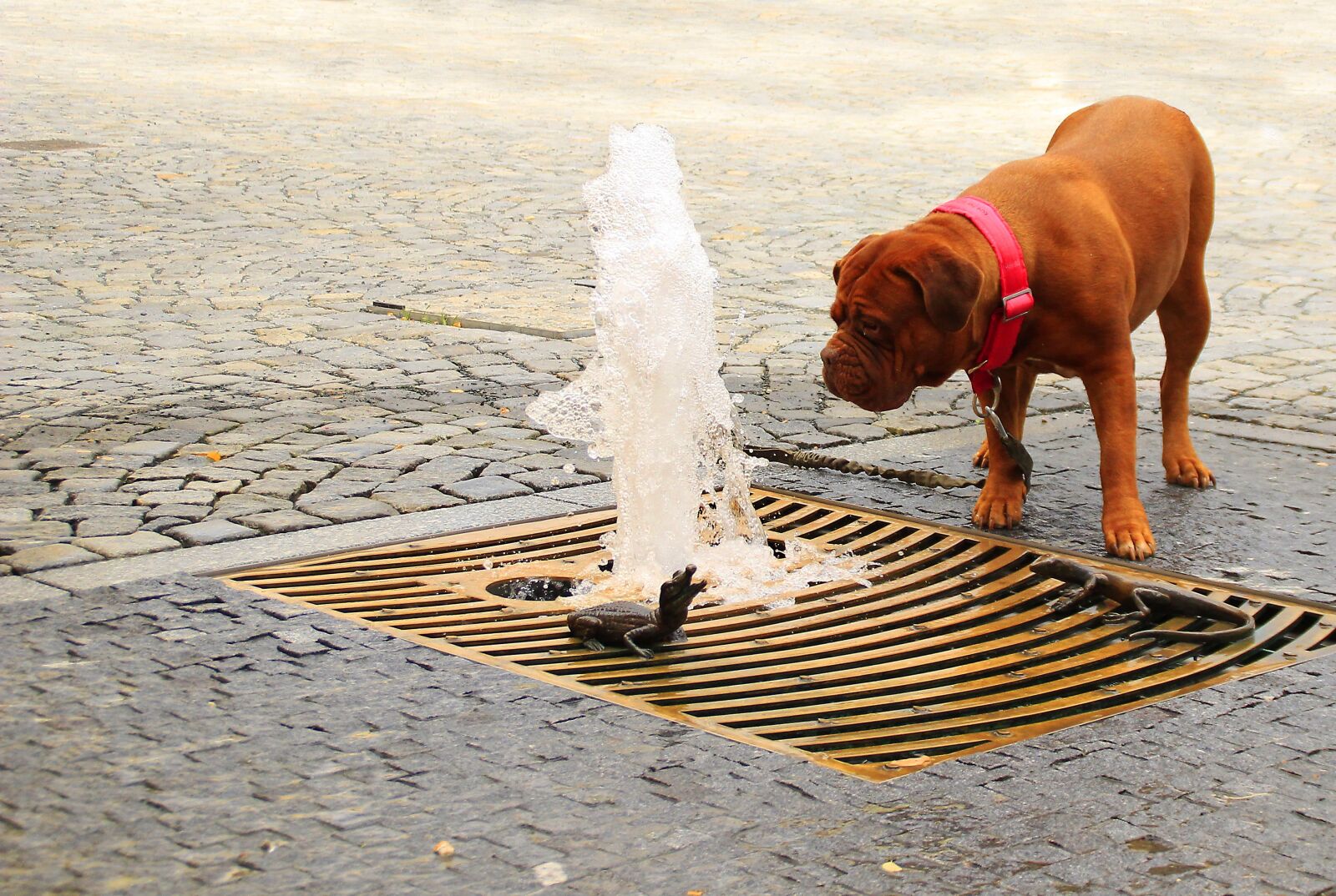 Canon EOS 600D (Rebel EOS T3i / EOS Kiss X5) sample photo. Dogue, bordeaux, street photography
