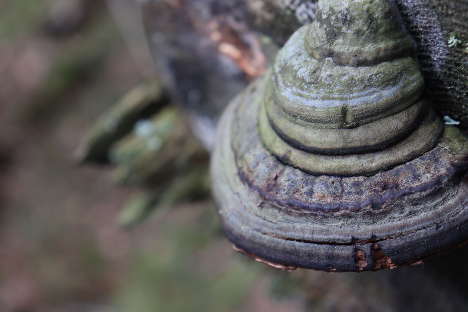 Canon EOS 77D (EOS 9000D / EOS 770D) sample photo. Fungus, polypore, tree photography