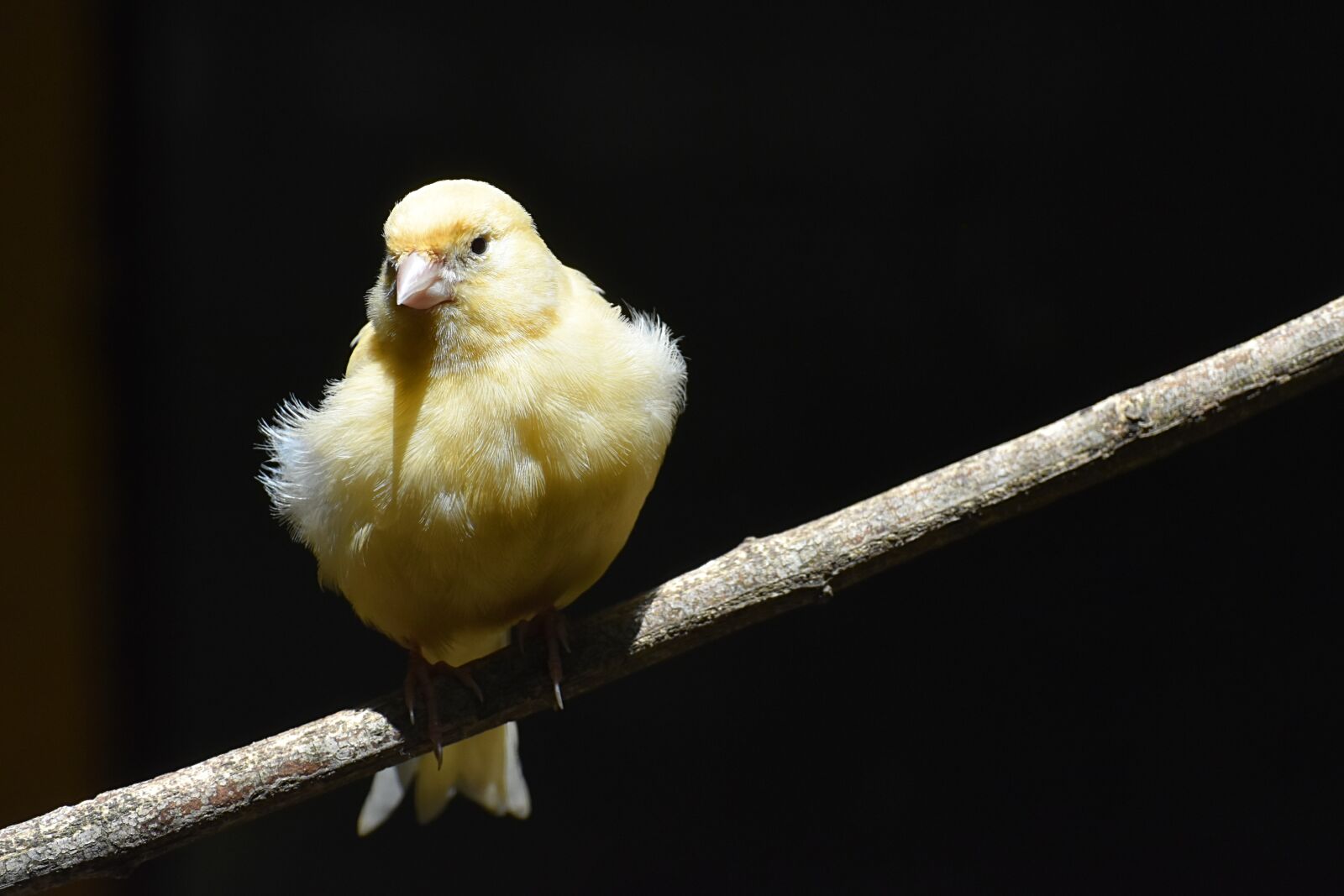Nikon D7200 sample photo. Canary, songbird, bird photography