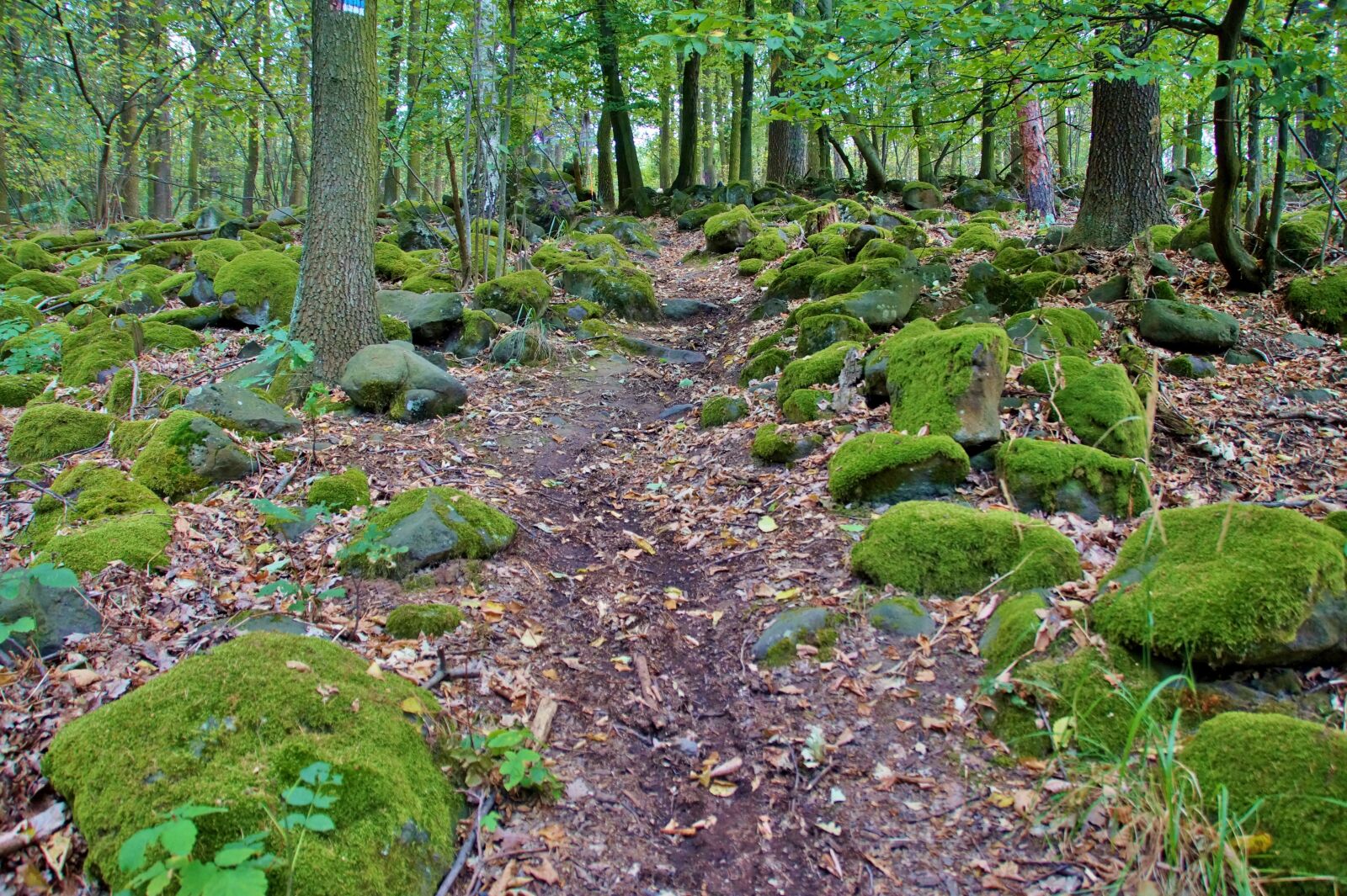 Sony SLT-A58 sample photo. Path, forest, in the photography