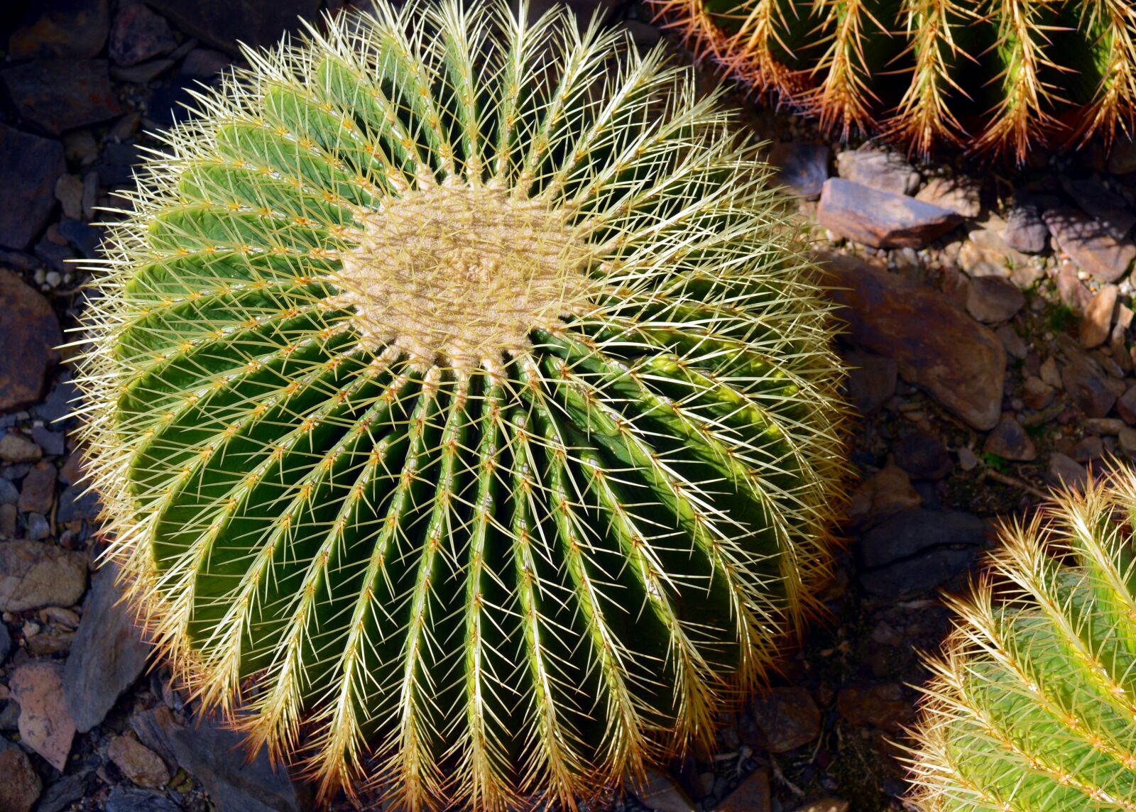 Nikon D3200 sample photo. Cactus, spur, plant photography
