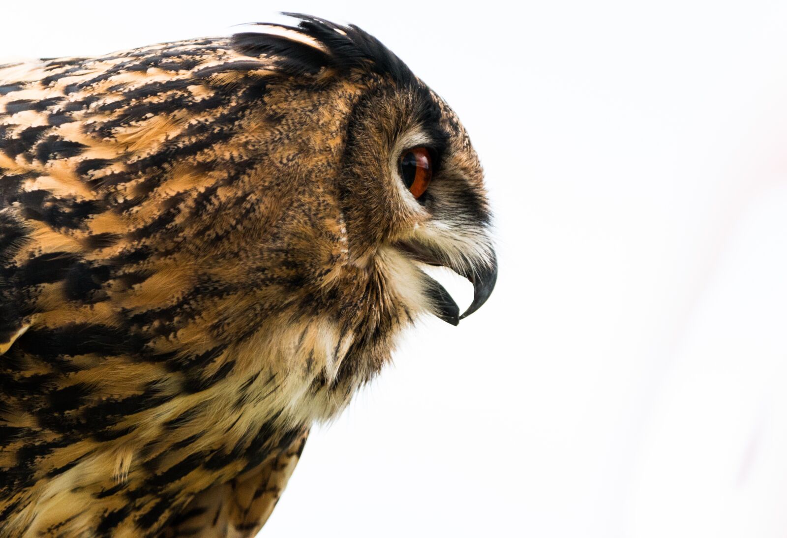 150-600mm F5-6.3 DG OS HSM | Contemporary 015 sample photo. Eagle owl, bubo bubo photography