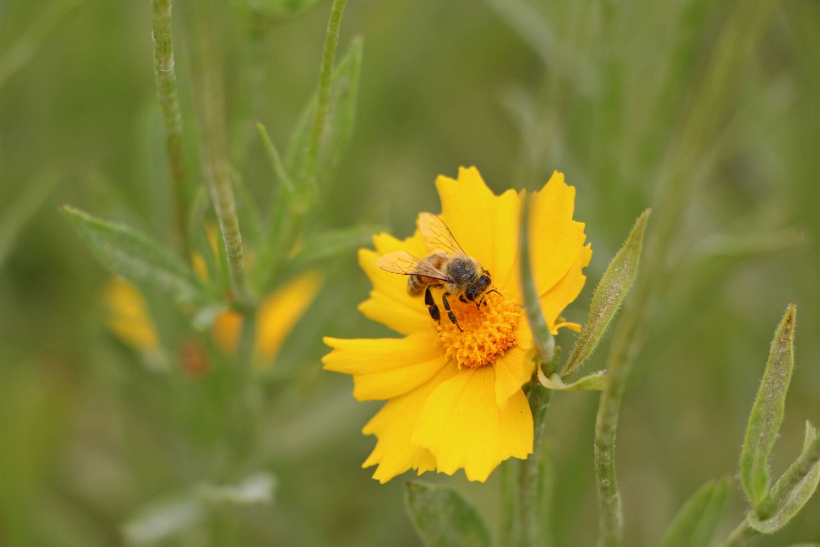 Canon EOS 650D (EOS Rebel T4i / EOS Kiss X6i) sample photo. Geumgyeguk, bee, plants photography