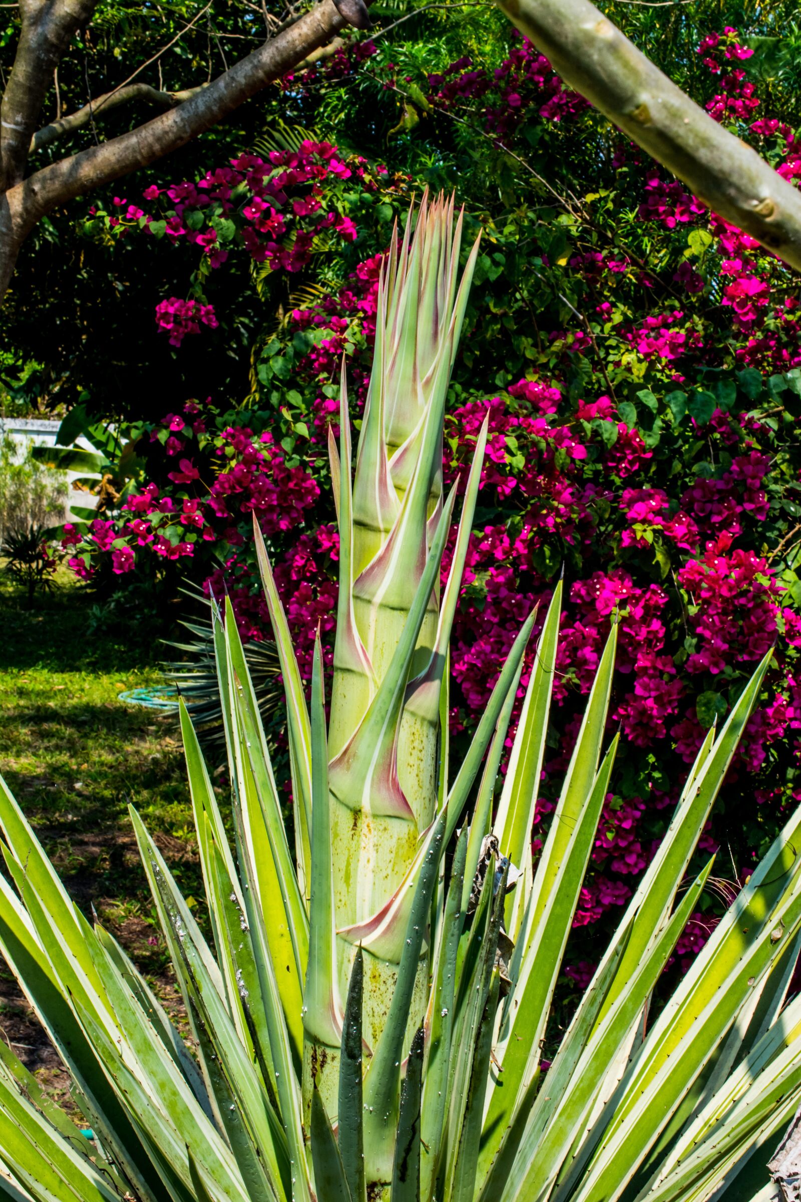 Nikon D5200 sample photo. Agave, agave flower, nature photography