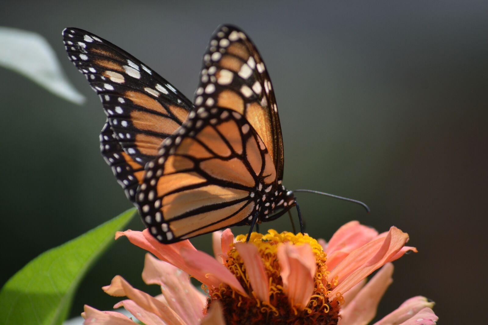 Nikon D3200 sample photo. Butterflies, flower, butterfly photography