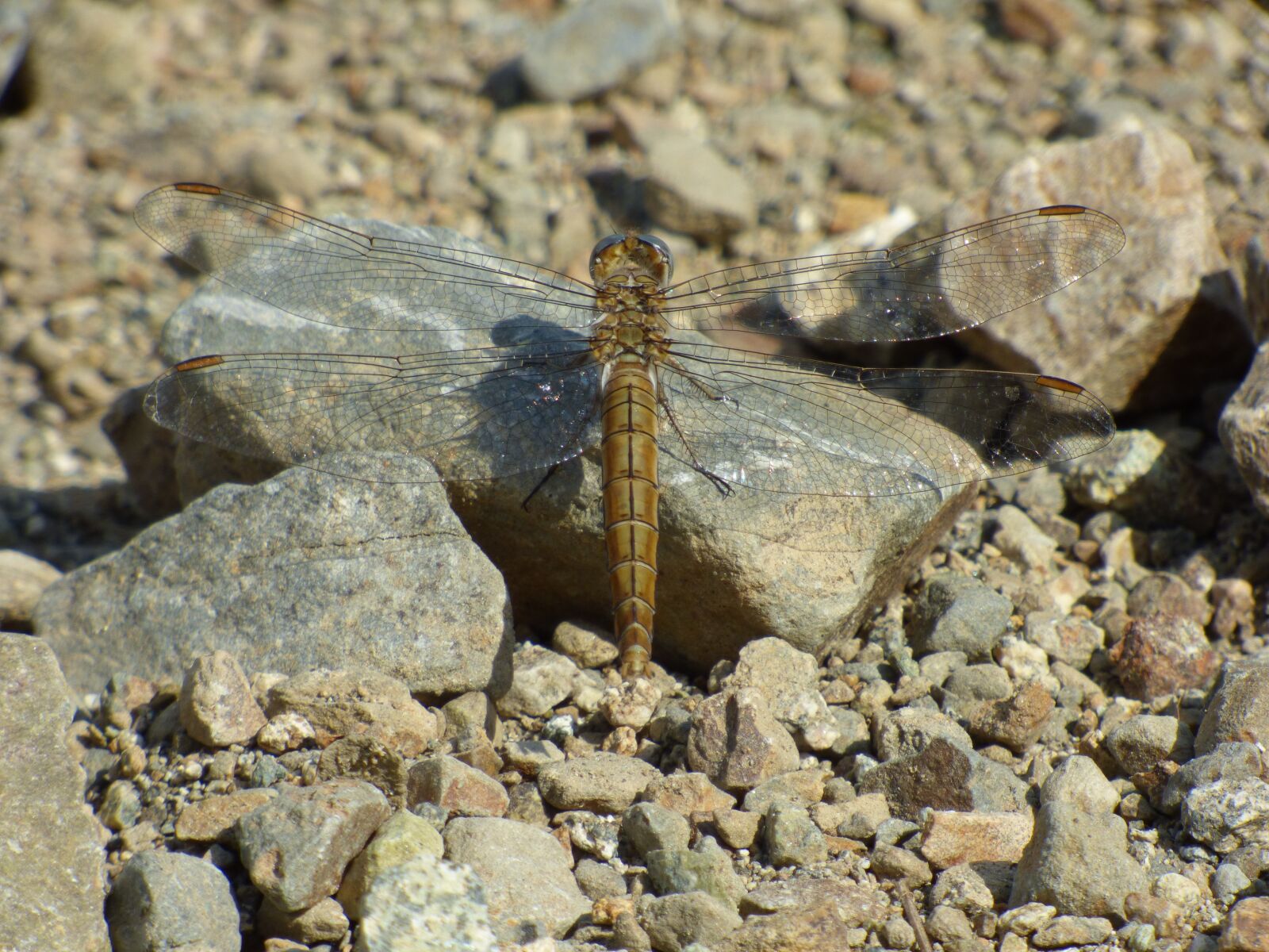 Panasonic DMC-FZ72 sample photo. Dragonfly, mountain, summer photography